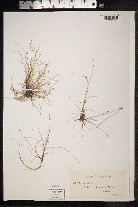 Isolepis prolifera image