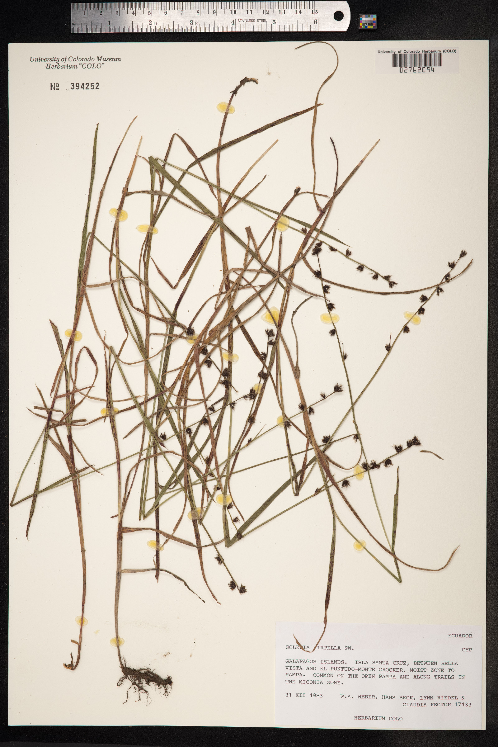 Scleria hirtella image