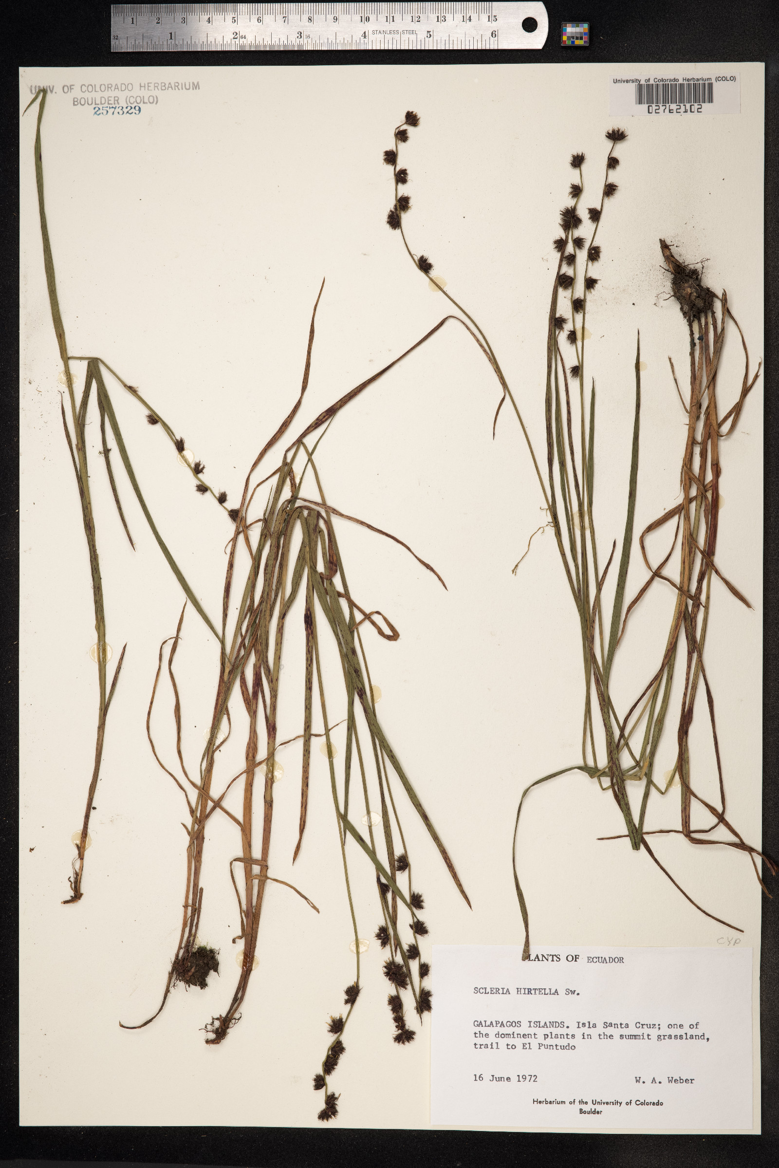 Scleria hirtella image