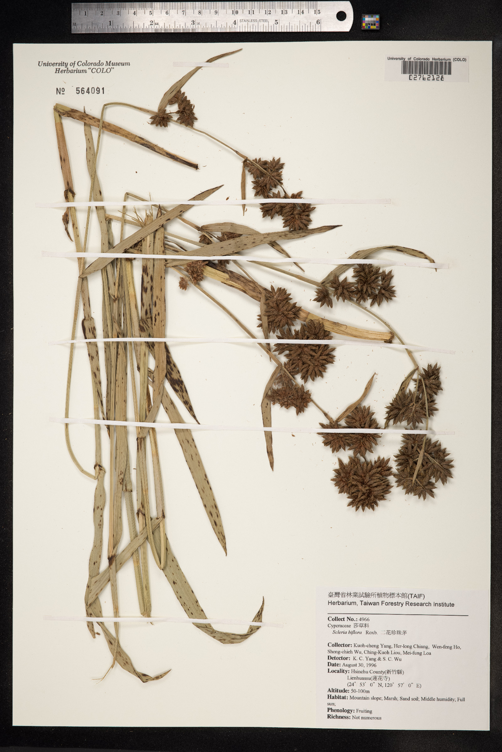 Scleria biflora image
