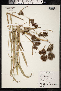 Image of Scleria biflora