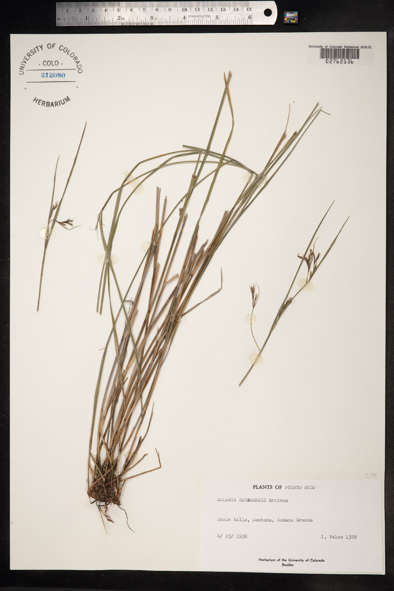 Scleria havanensis image