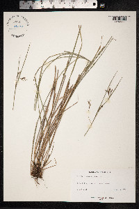 Image of Scleria havanensis
