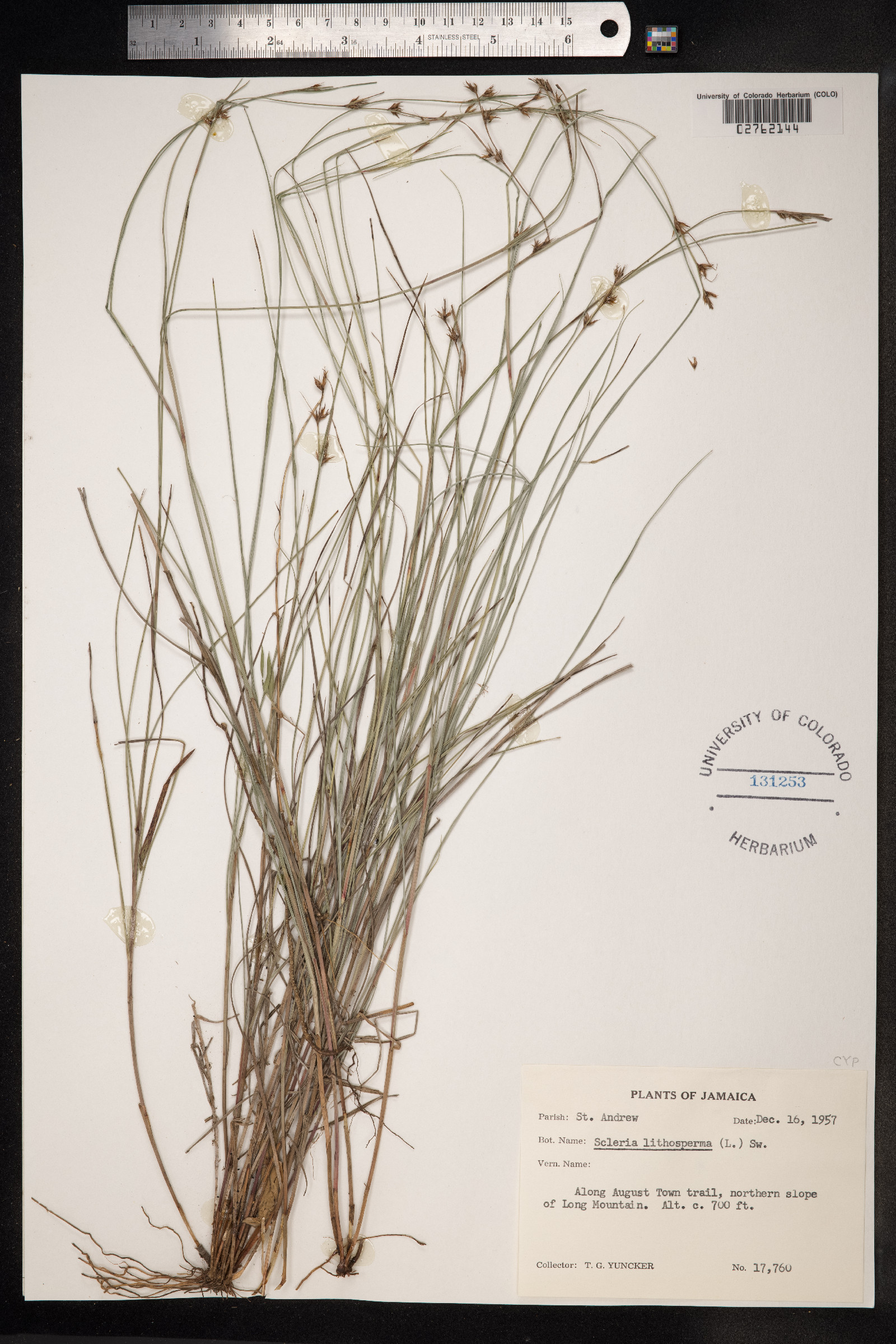 Scleria lithosperma image