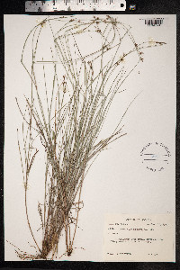 Image of Scleria lithosperma