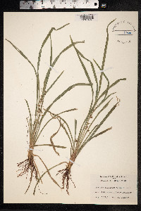 Scleria melaleuca image