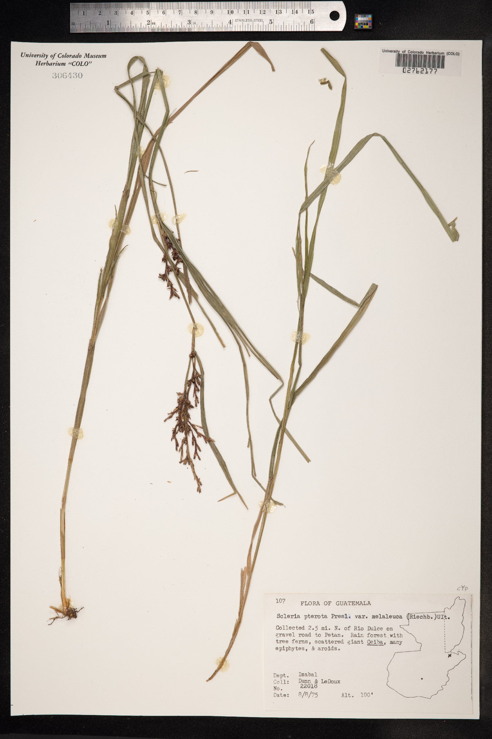 Scleria melaleuca image
