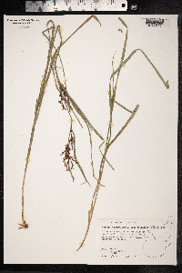 Scleria melaleuca image