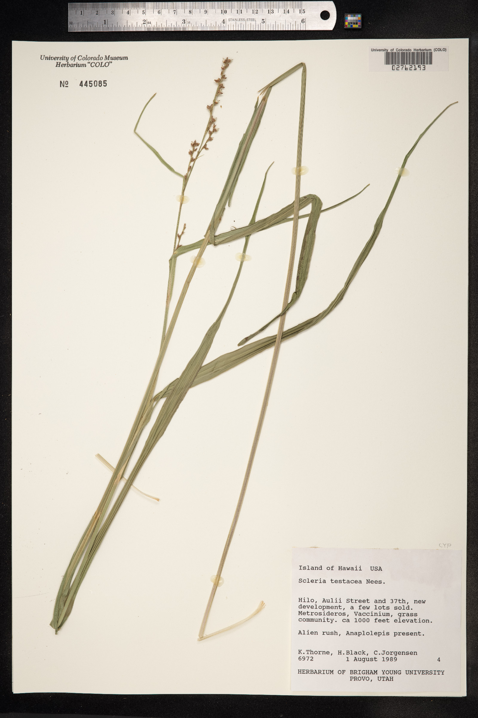 Scleria testacea image