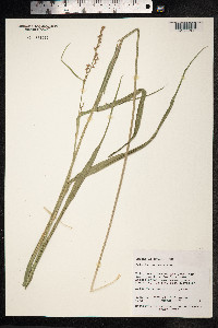 Image of Scleria testacea