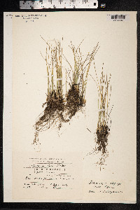 Trichophorum alpinum image