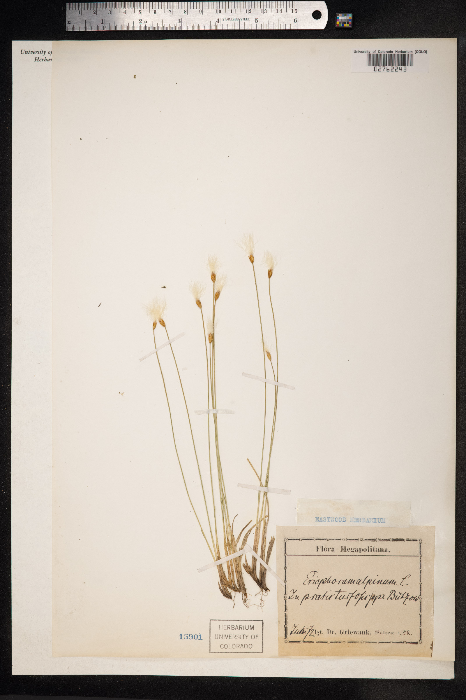 Trichophorum alpinum image