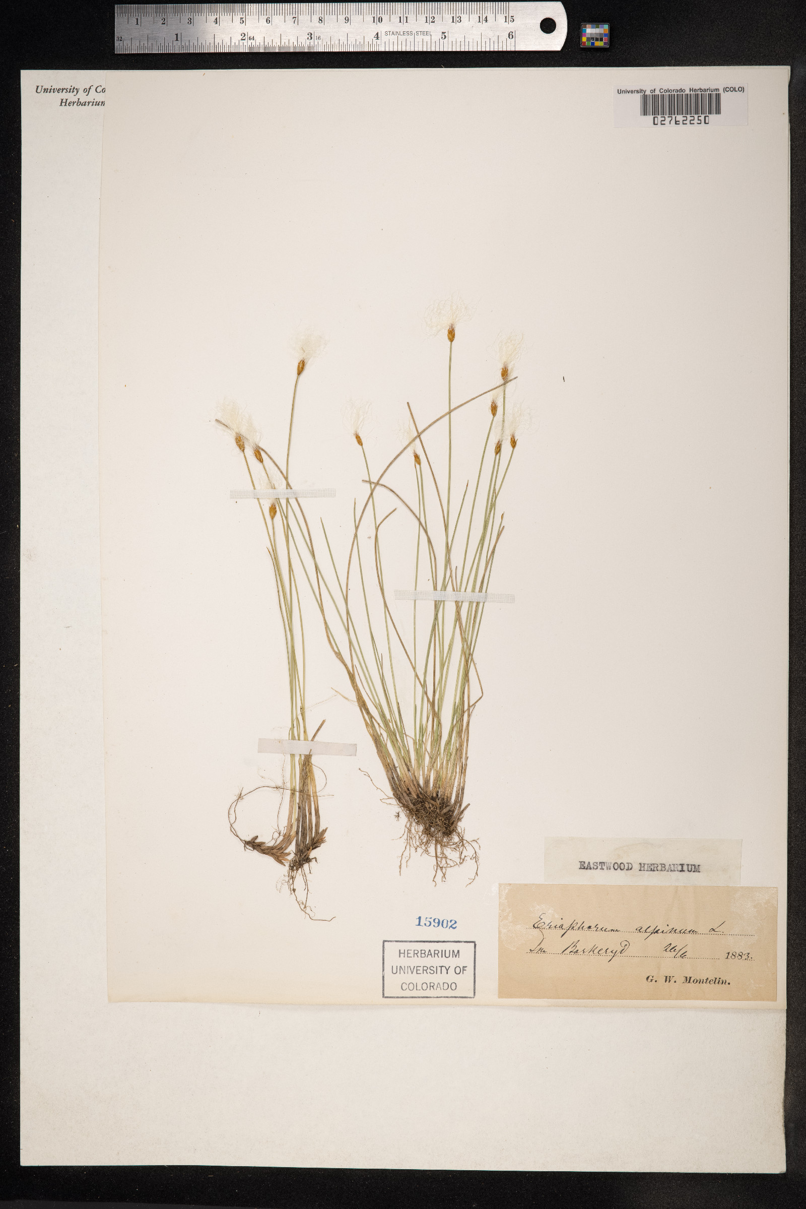 Trichophorum alpinum image