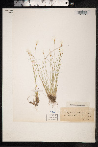 Trichophorum alpinum image