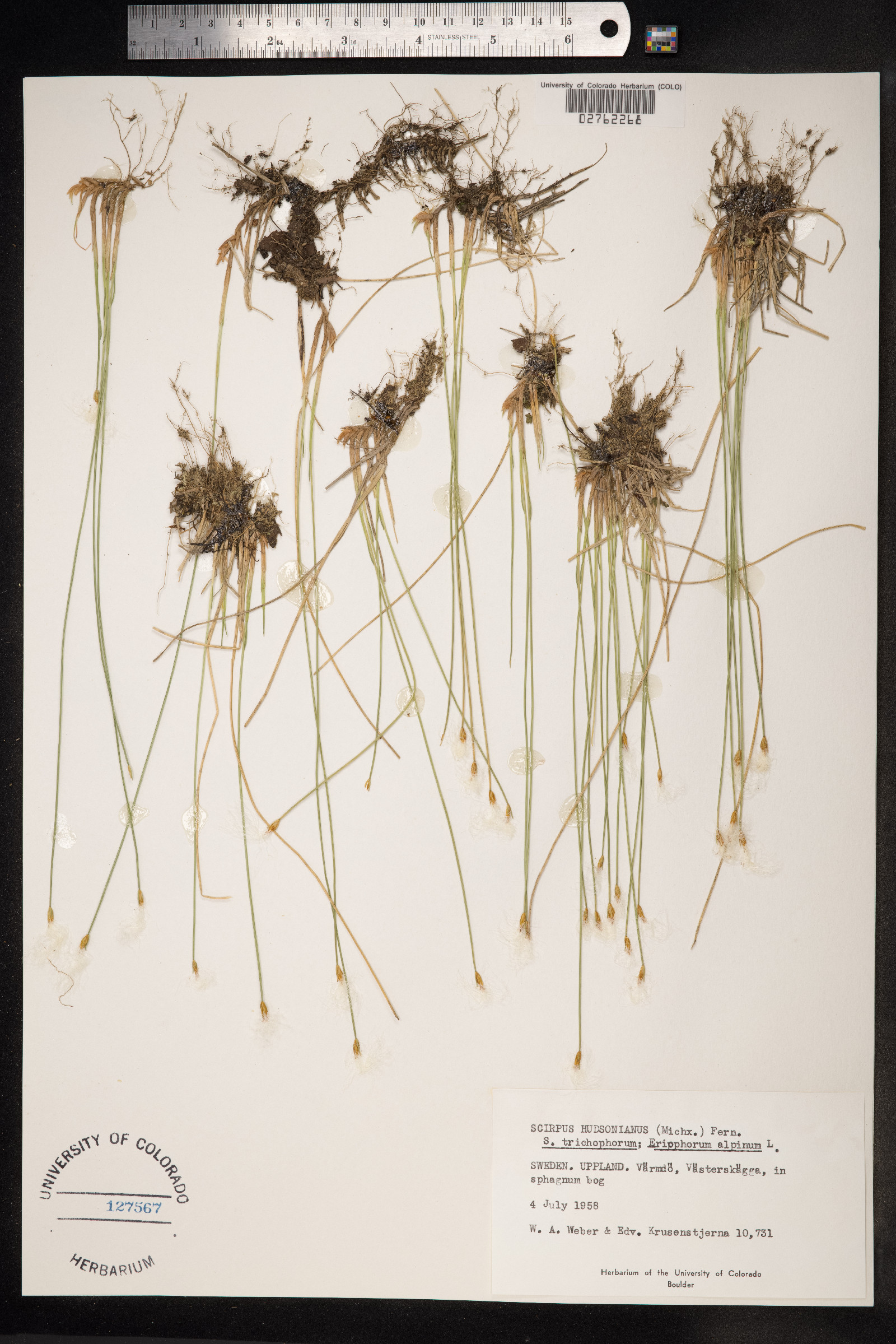 Trichophorum alpinum image