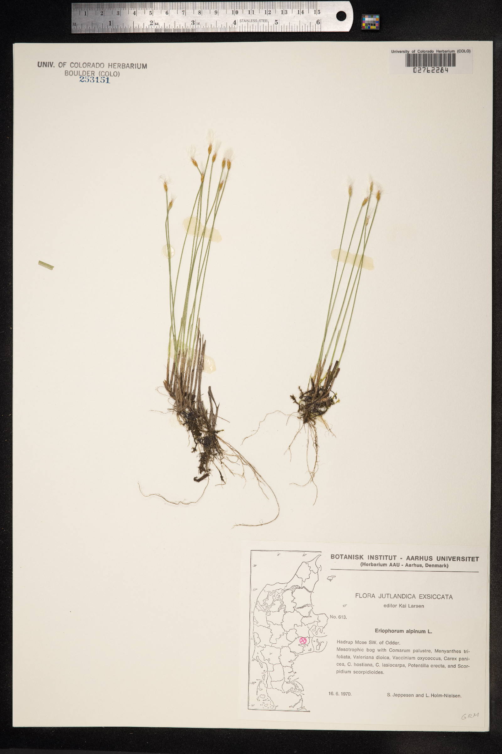 Trichophorum alpinum image
