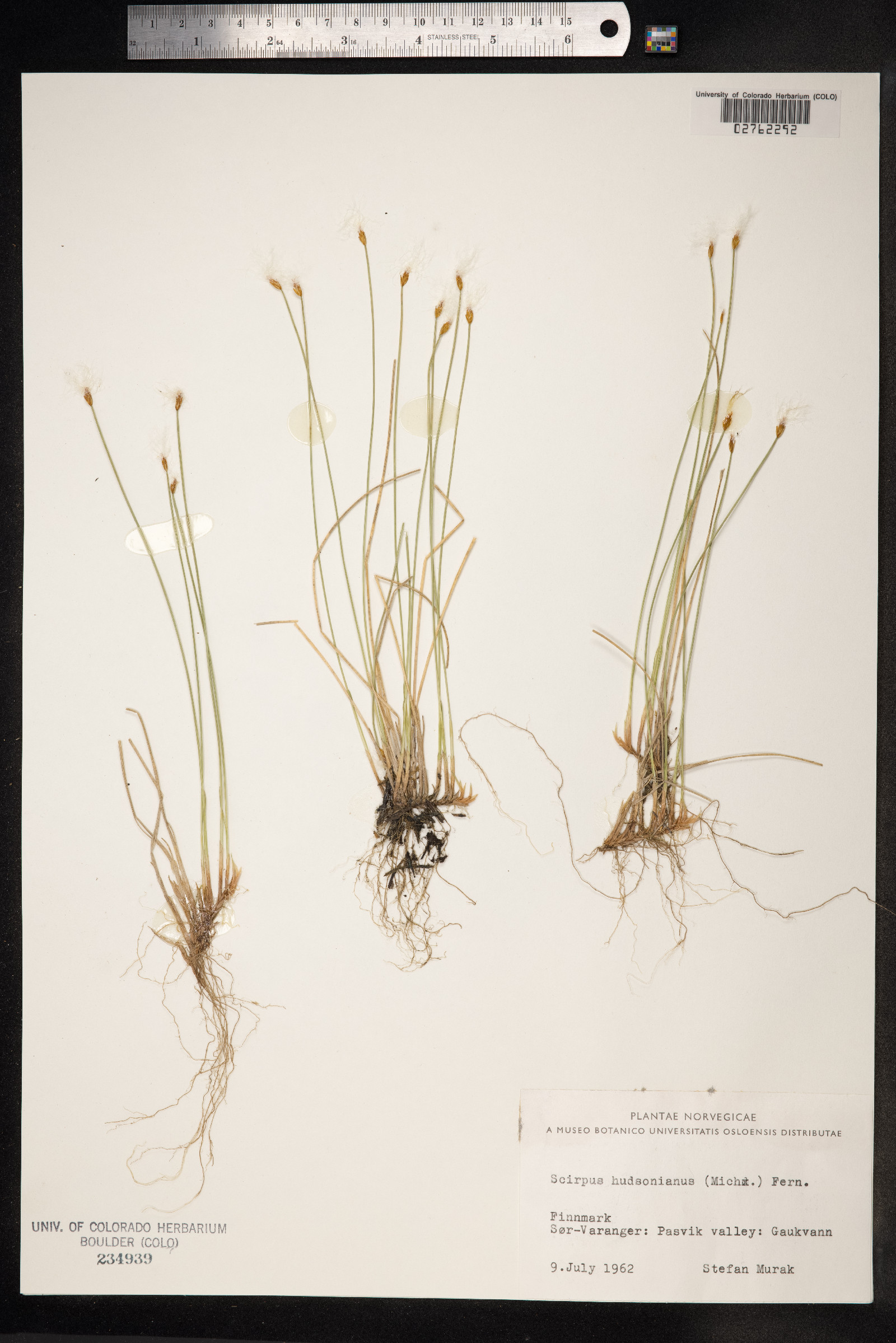 Trichophorum alpinum image