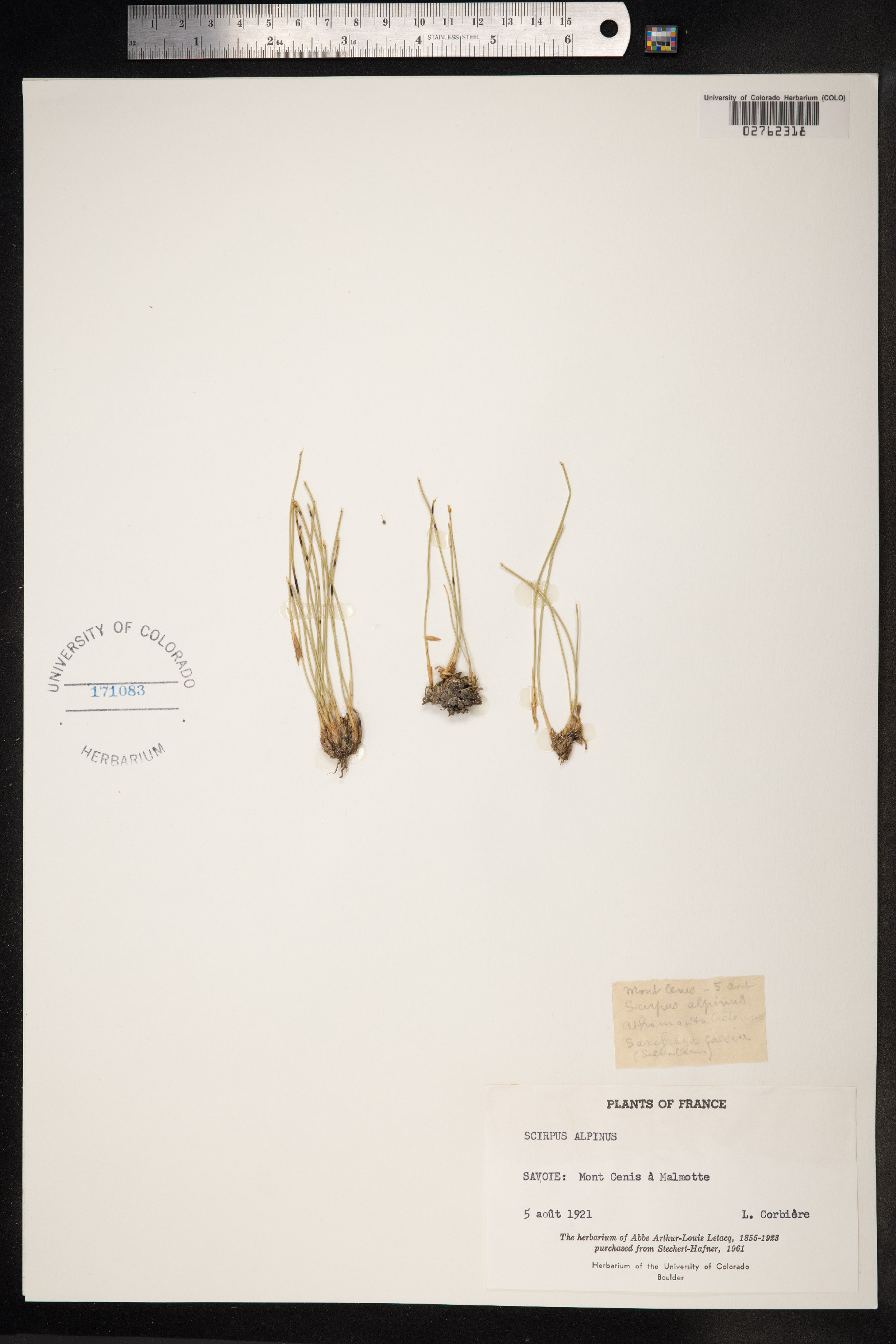 Trichophorum alpinum image