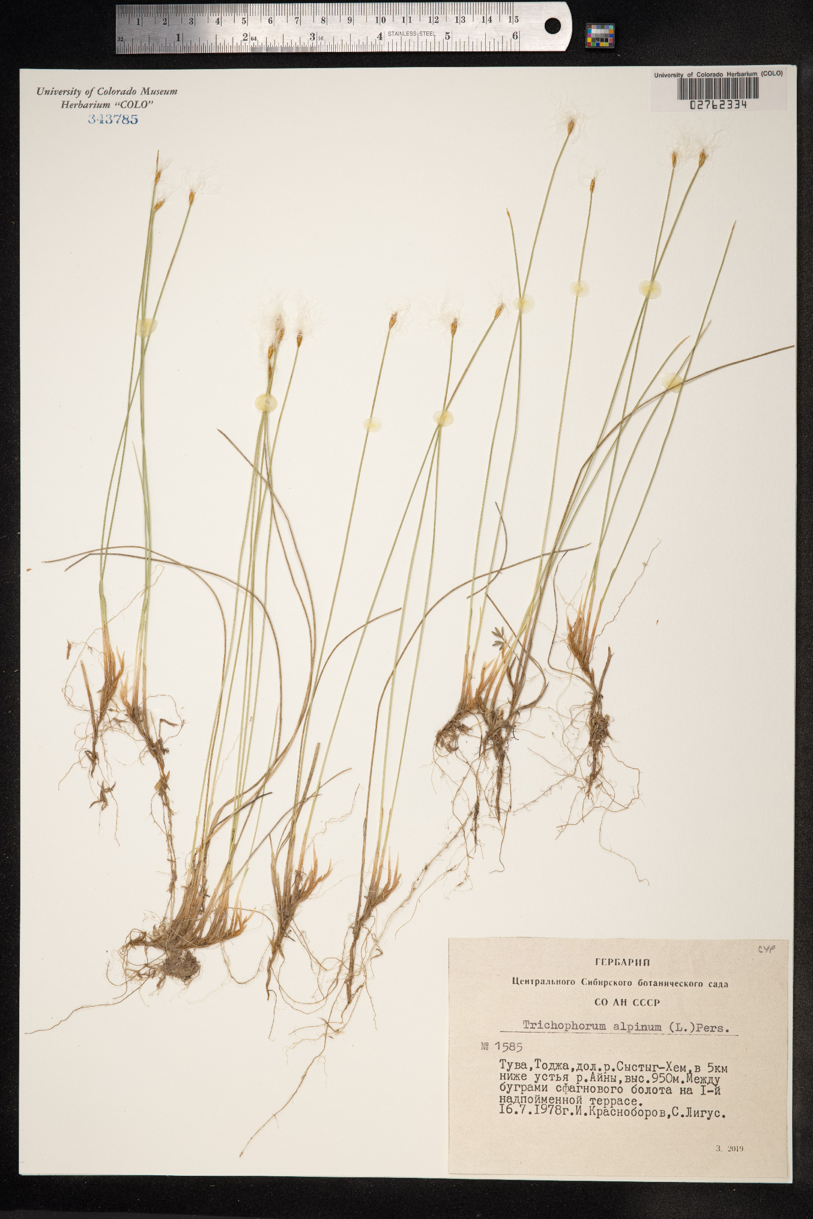 Trichophorum alpinum image