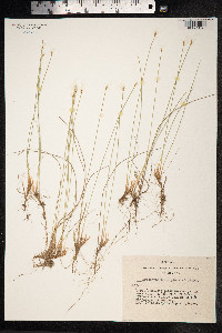Trichophorum alpinum image