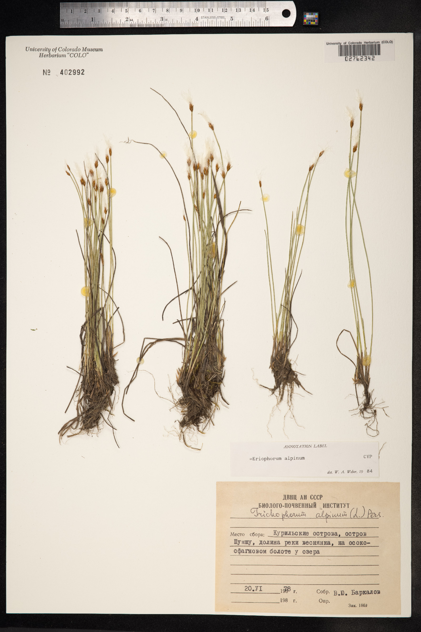 Trichophorum alpinum image