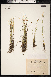 Trichophorum alpinum image