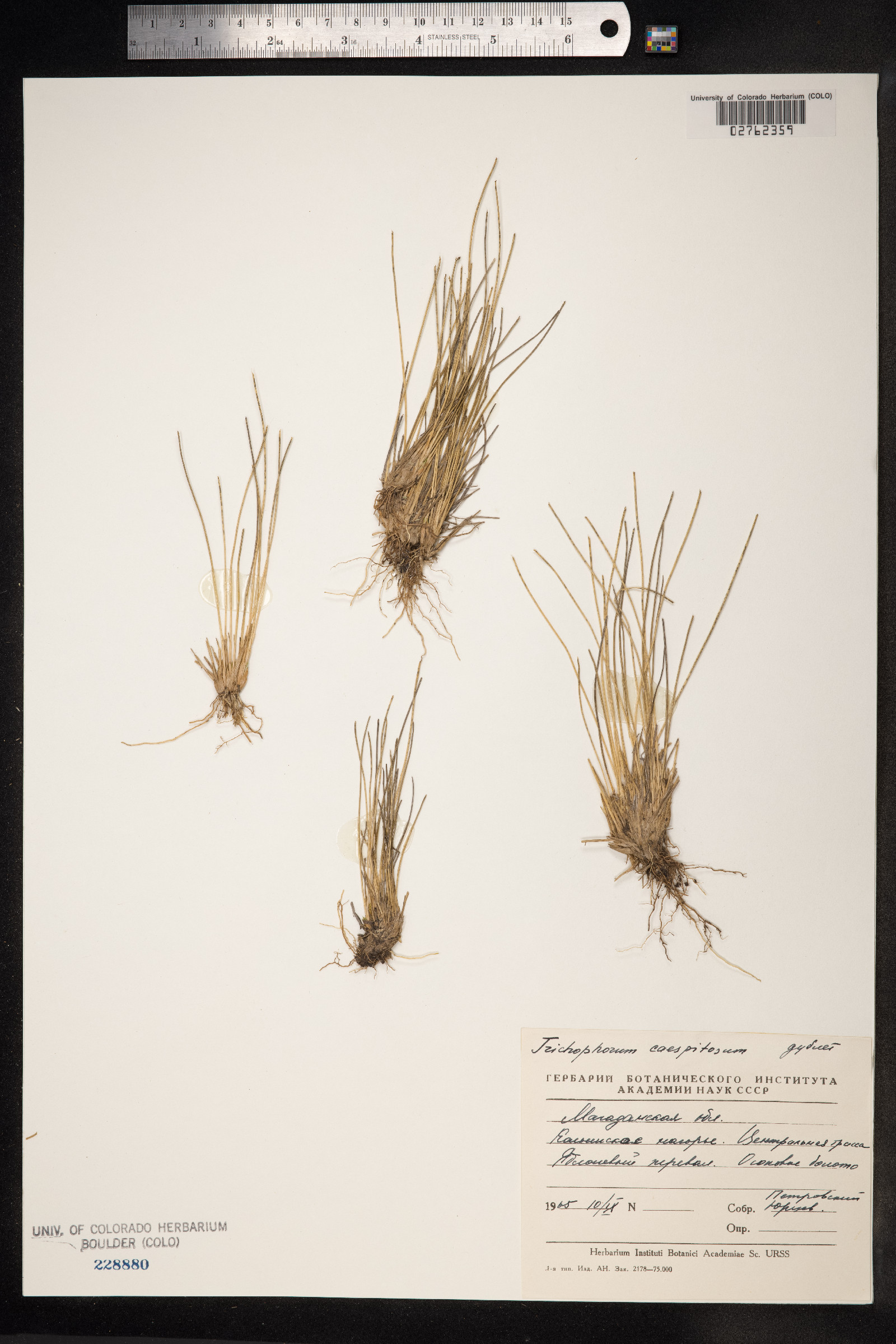 Trichophorum cespitosum image