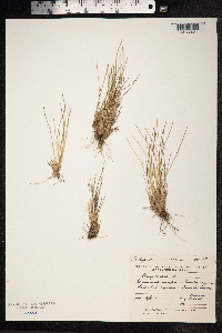 Trichophorum cespitosum image