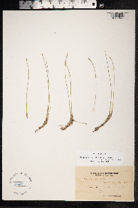 Trichophorum cespitosum image