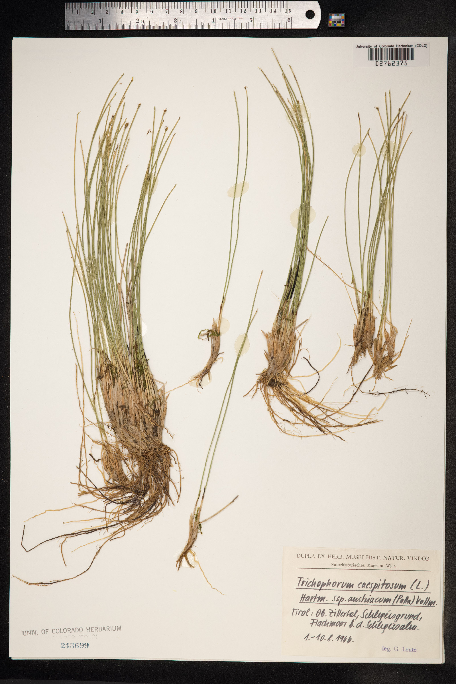 Trichophorum cespitosum image