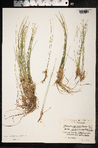 Trichophorum cespitosum image
