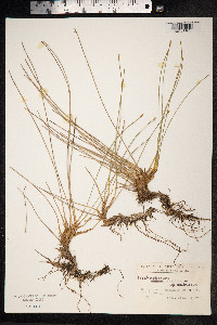 Trichophorum cespitosum image