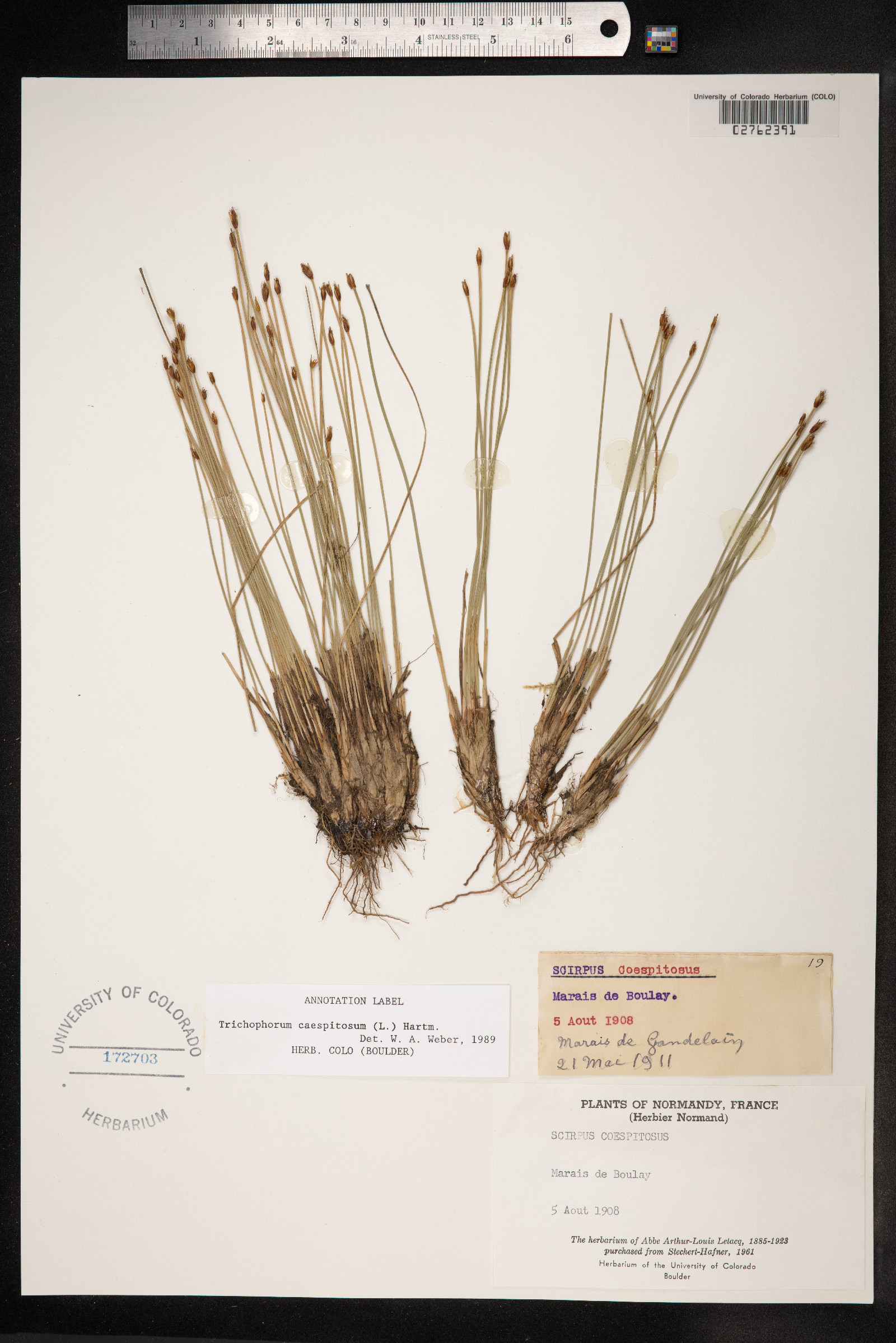 Trichophorum cespitosum image