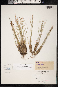 Trichophorum cespitosum image