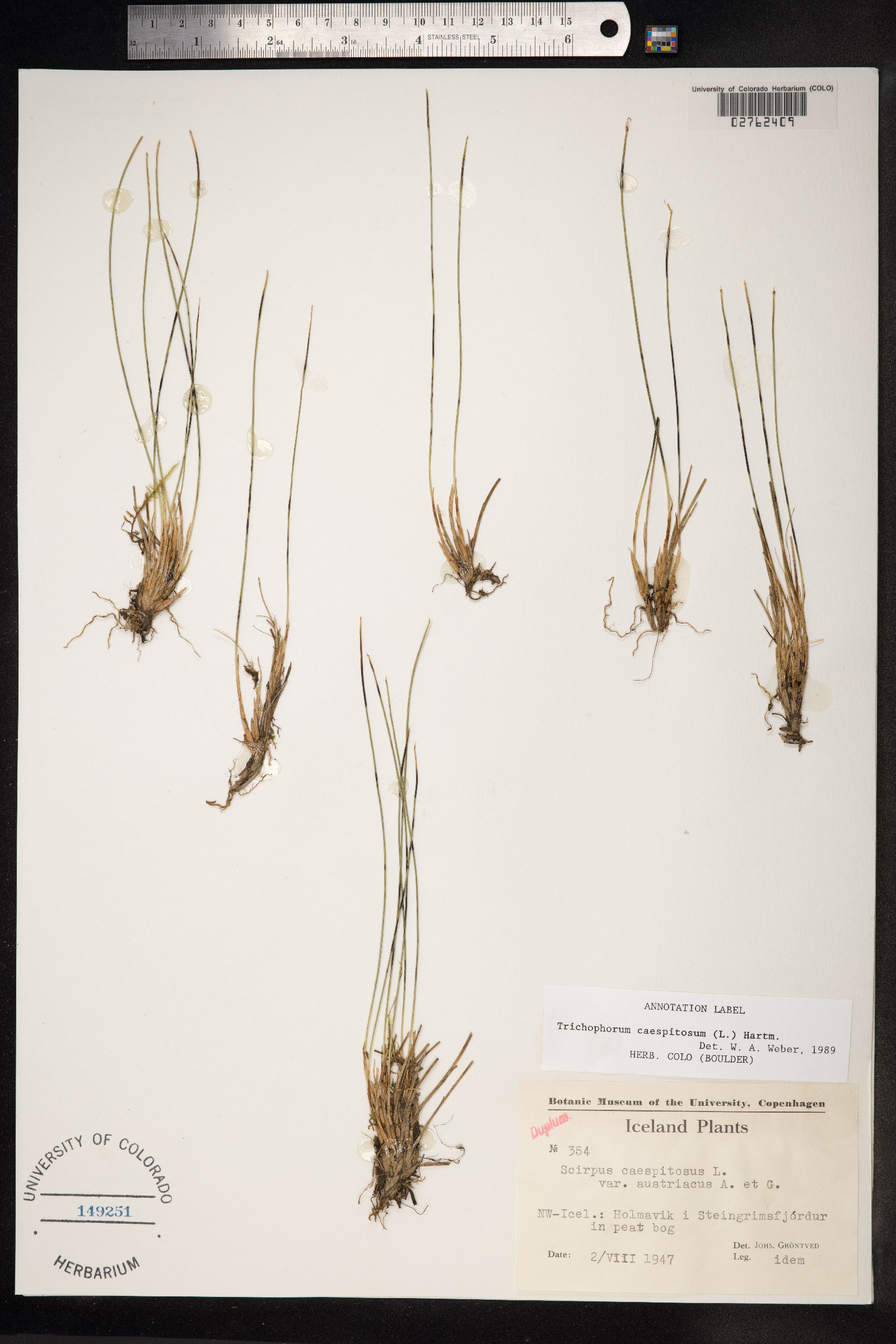 Trichophorum cespitosum image