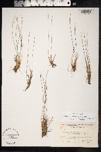Trichophorum cespitosum image