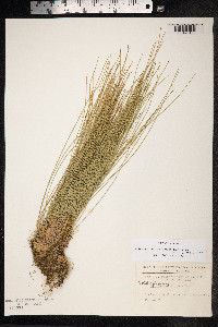 Trichophorum cespitosum image