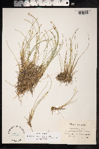 Trichophorum cespitosum image