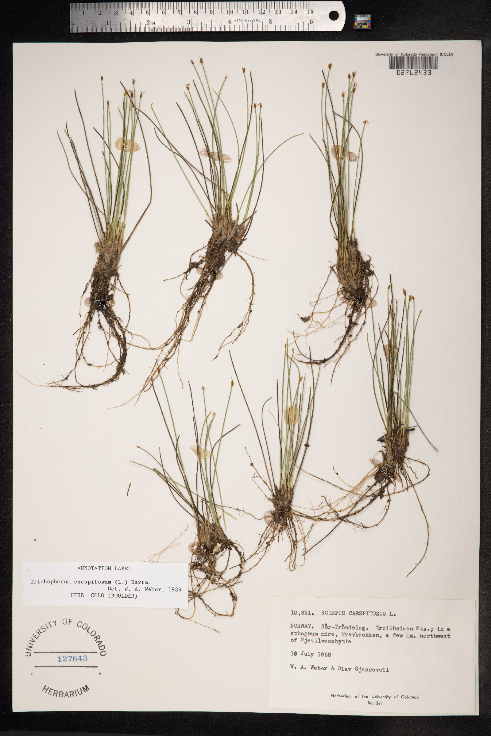 Trichophorum cespitosum image