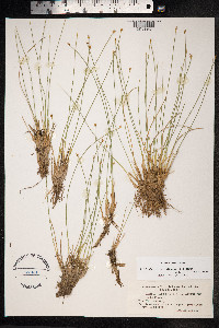 Trichophorum cespitosum image