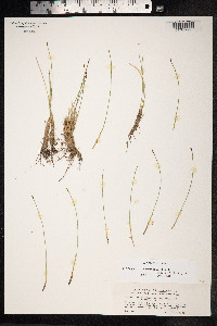 Trichophorum cespitosum image