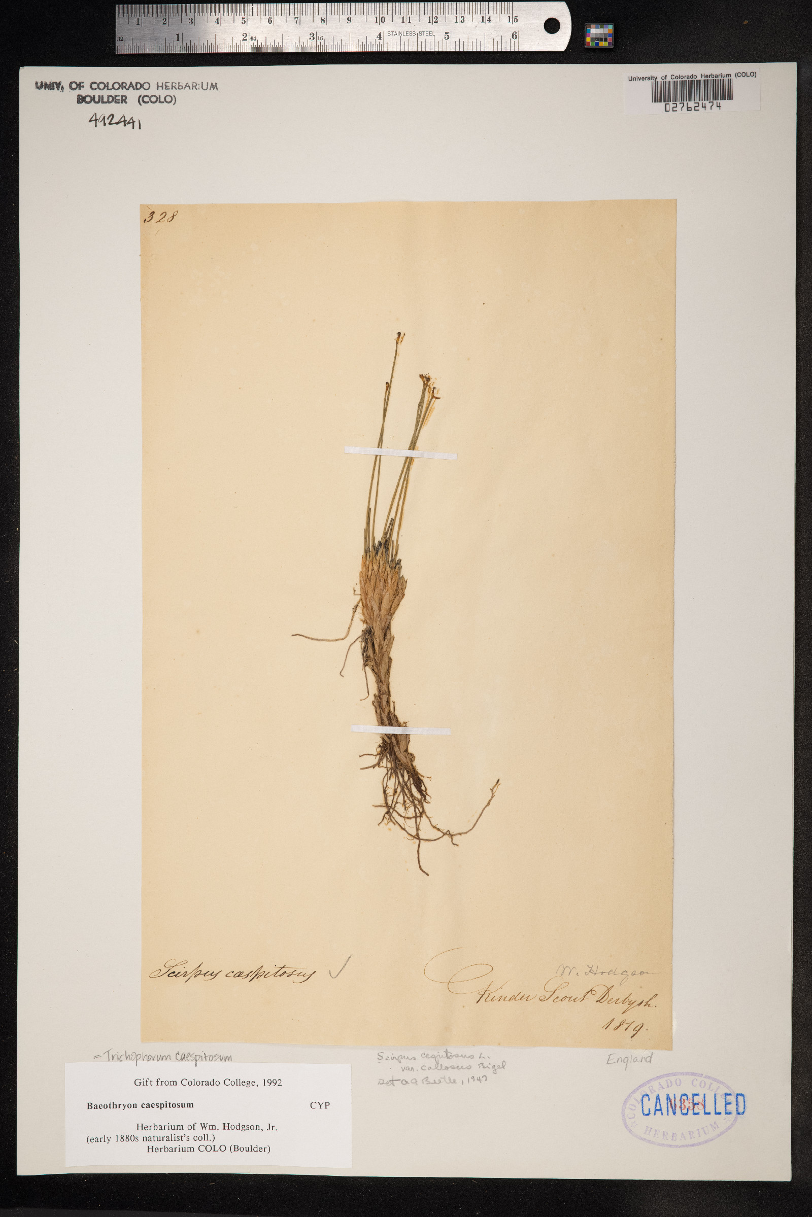 Trichophorum cespitosum image