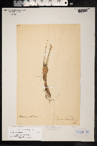 Trichophorum cespitosum image