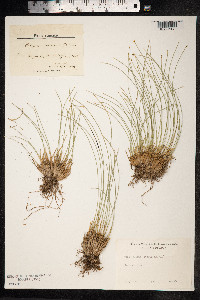 Trichophorum cespitosum image