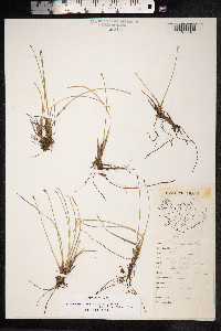 Trichophorum cespitosum image