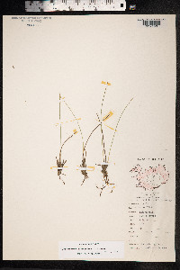 Trichophorum cespitosum image