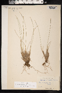 Trichophorum cespitosum image