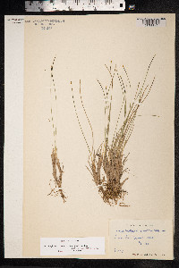 Trichophorum cespitosum image