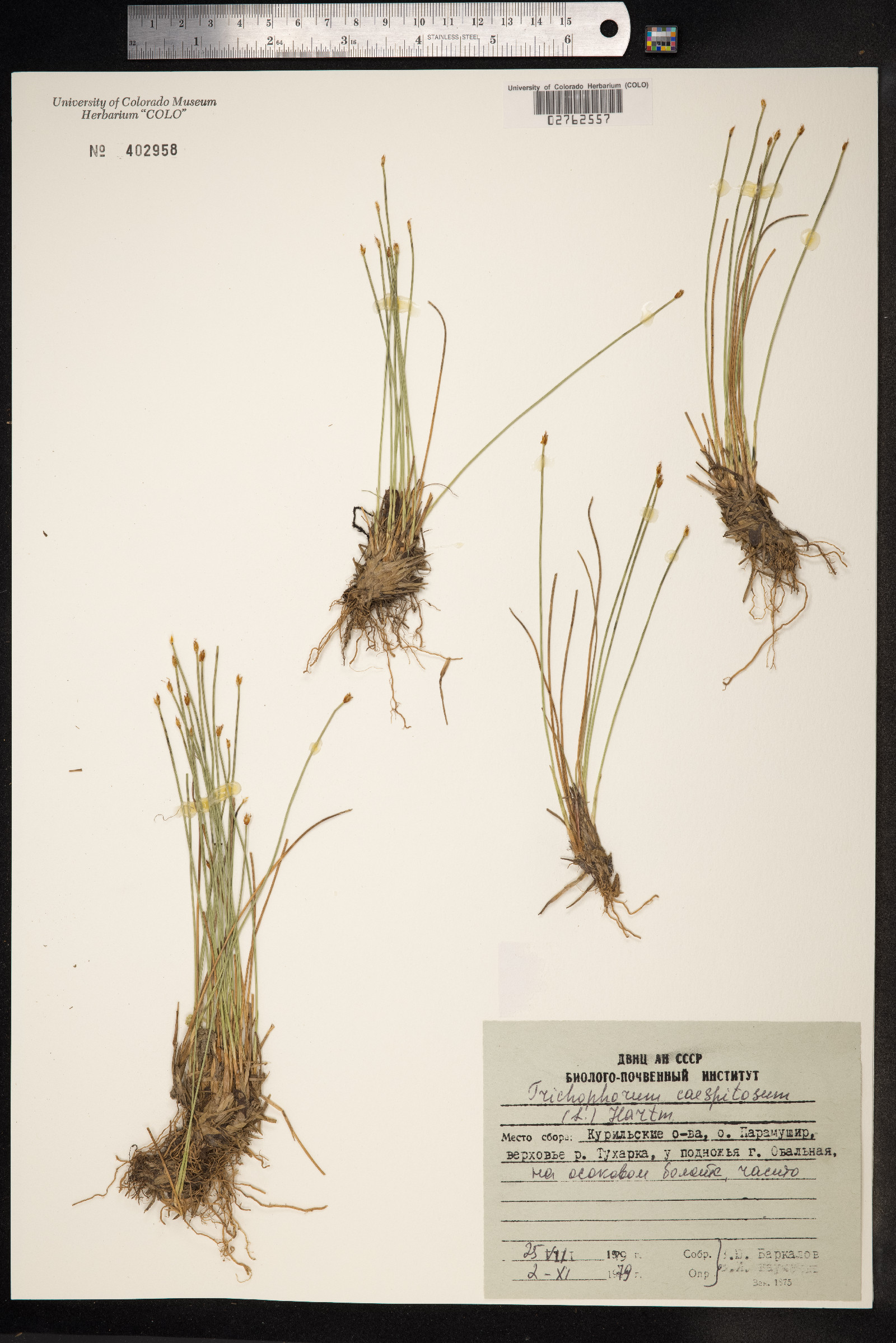 Trichophorum cespitosum image