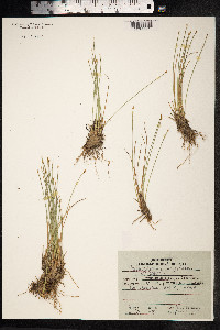Trichophorum cespitosum image